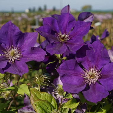 Clématite 'Gipsy Queen' - Clematis viticella | Achat producteur