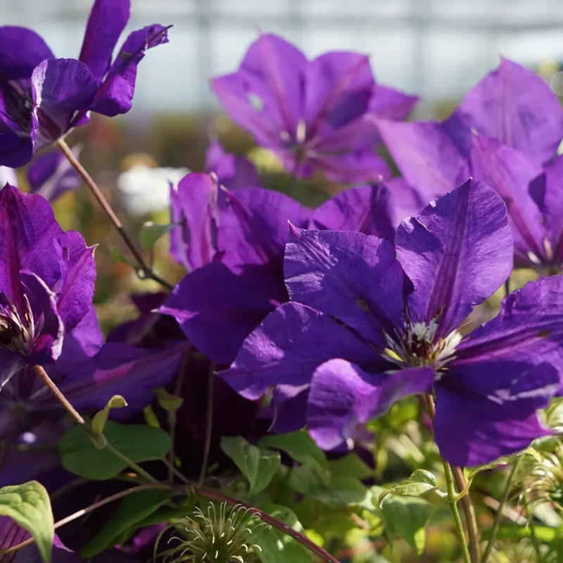 Clématite 'Gipsy Queen' - Clematis viticella | Achat producteur