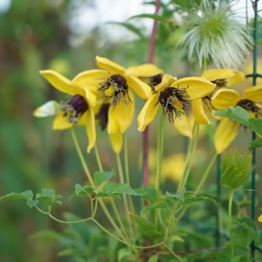 Clématite 'Golden Tiara' ('Kugotia') - Clematis | Achat producteur