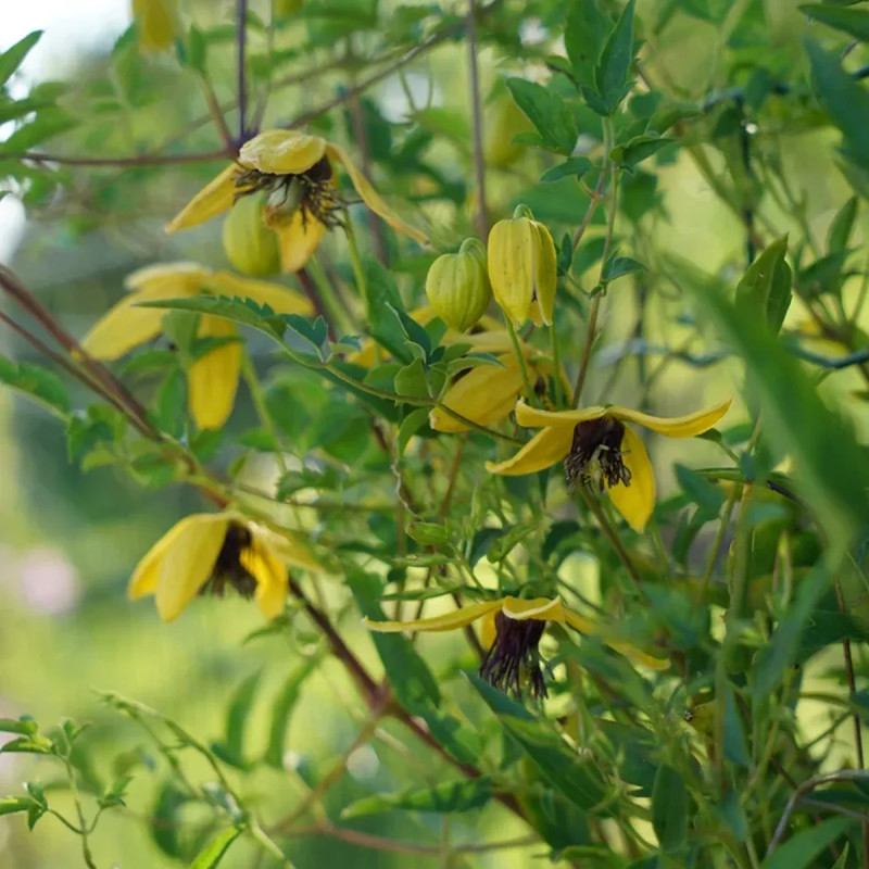Clématite 'Golden Tiara' ('Kugotia') - Clematis | Achat producteur
