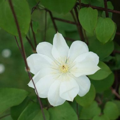 Clématite 'Guernsey Cream' - Clematis | Achat direct au producteur