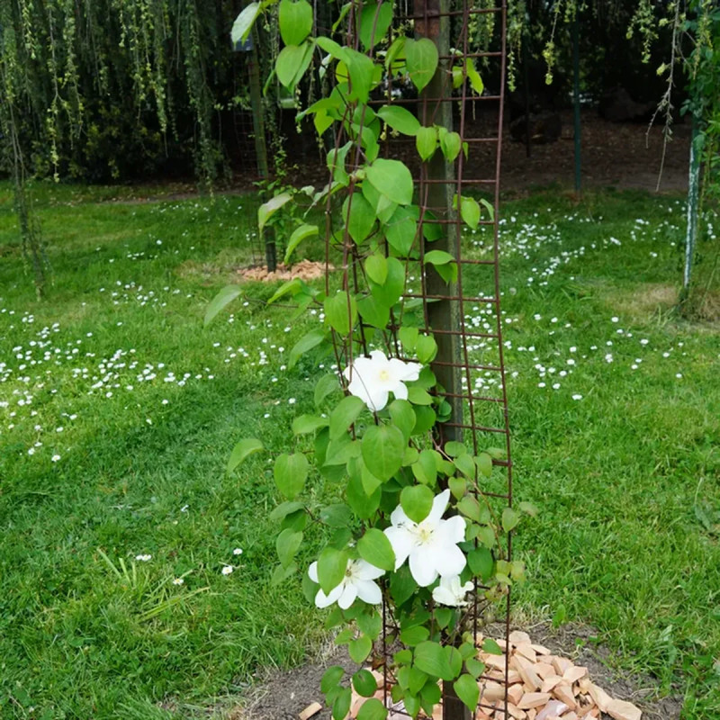 Clématite 'Guernsey Cream' - Clematis | Achat direct au producteur