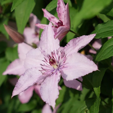 Clématite 'Hagley hybrid' - Clematis | Achat direct au producteur