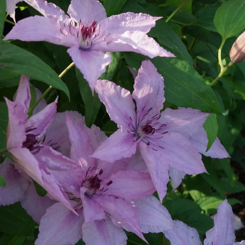 Clématite 'Hagley hybrid' - Clematis | Achat direct au producteur