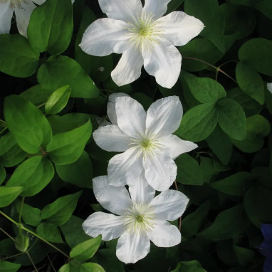 Clématite 'Erik Ruuth' PBR - Clematis | Achat direct au producteur