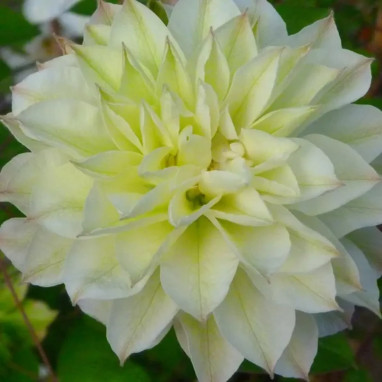 Clématite 'Delphine PBR' - Clematis | Achat direct au producteur