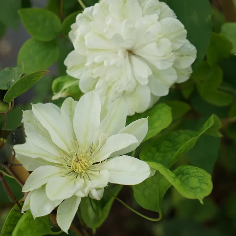 Clématite 'Delphine PBR' - Clematis | Achat direct au producteur