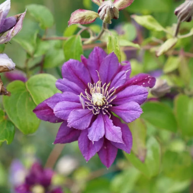 Clématite 'Flamenco Dancer' PBR - Clematis | Achat producteur