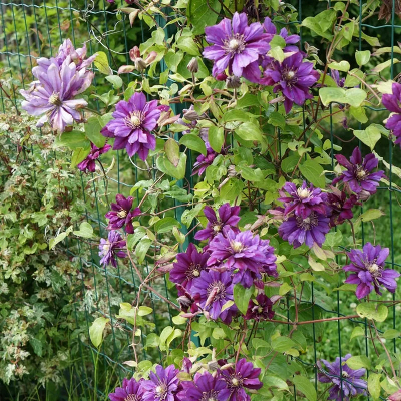 Clématite 'Flamenco Dancer' PBR - Clematis | Achat producteur