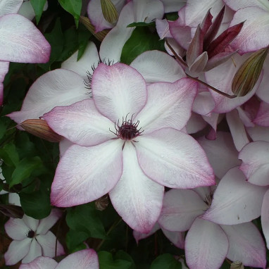 Clématite 'Fond Memories' - Clematis florida | Achat producteur