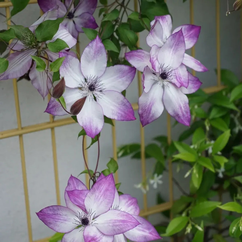 Clématite 'Fond Memories' - Clematis florida | Achat producteur