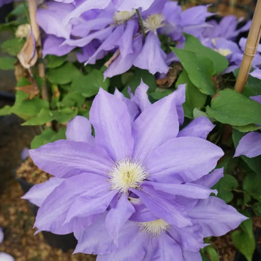 Clématite 'H.F. Young' - Clematis | Achat direct au producteur
