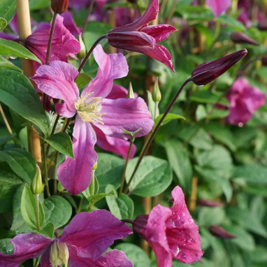 Clématite Inspiration ('Zoin') - Clematis | Achat direct au producteur