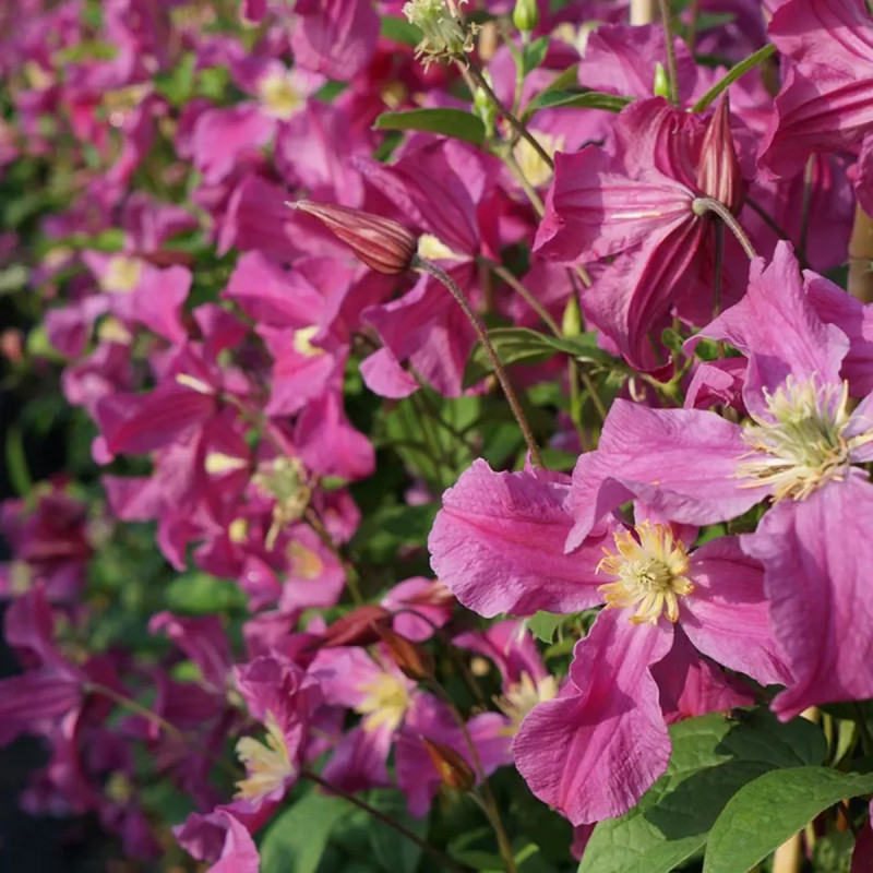 Clématite Inspiration ('Zoin') - Clematis | Achat direct au producteur