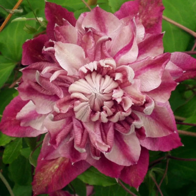 Clématite 'Patricia Ann Fretwell' - Clematis | Achat producteur