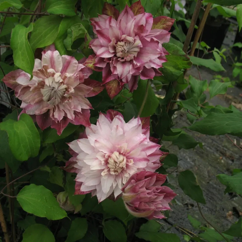 Clématite 'Patricia Ann Fretwell' - Clematis | Achat producteur