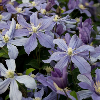 Clématite integrifolia 'Arabella' - Clematis | Achat producteur