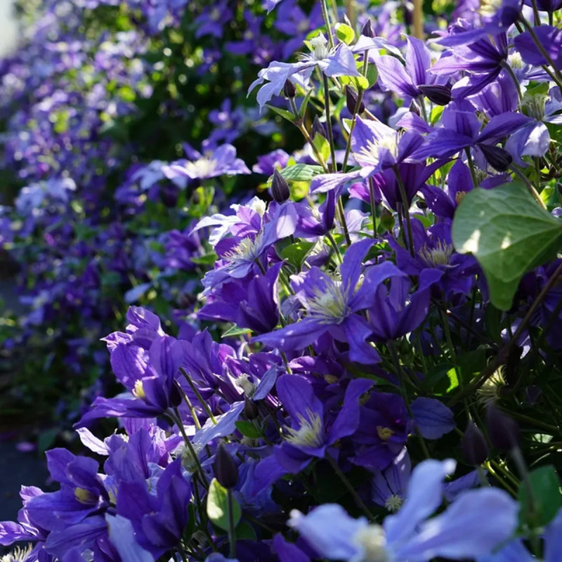 Clématite integrifolia 'Arabella' - Clematis | Achat producteur