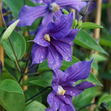 Clématite integrifolia 'Durandii' - Clematis | Achat producteur