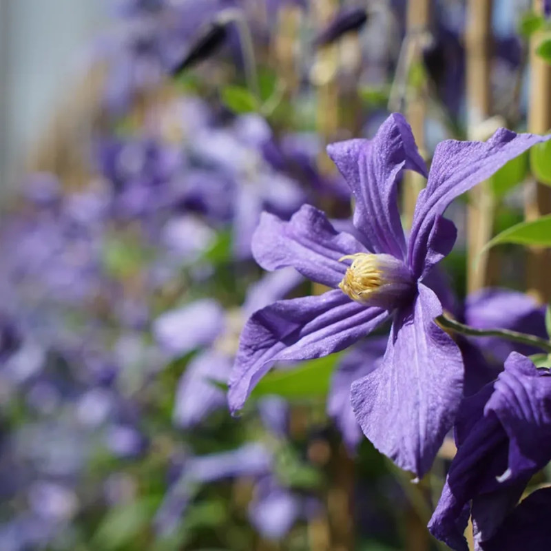 Clématite integrifolia 'Durandii' - Clematis | Achat producteur