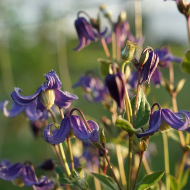 Clématite integrifolia 'Hendersonii' - Clematis | Achat producteur