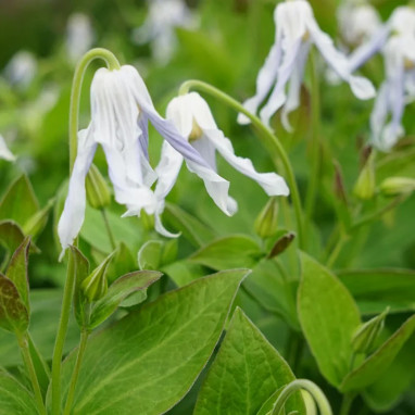 Clématite integrifolia 'Hakuree' - Clematis | Achat direct au producteur