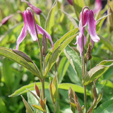 Clématite integrifolia 'Hanajima' - Clematis | Achat producteur