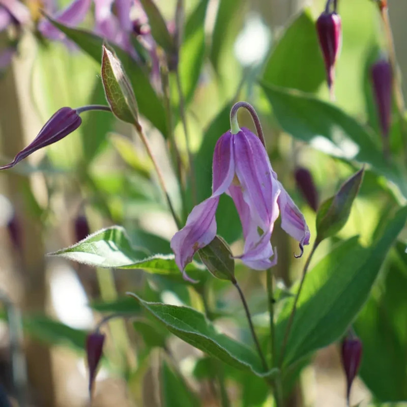Clématite integrifolia 'Hanajima' - Clematis | Achat producteur