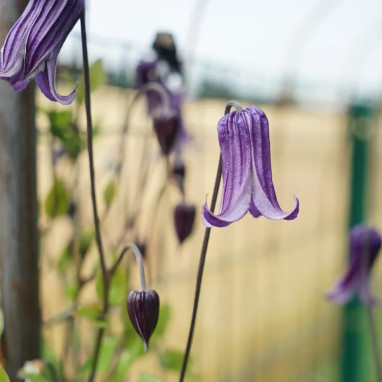 Clématite 'Rooguchi' - Clematis integrifolia | Achat producteur