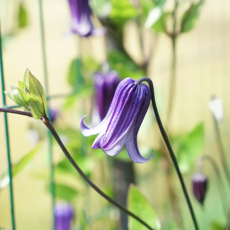 Clématite 'Rooguchi' - Clematis integrifolia | Achat producteur