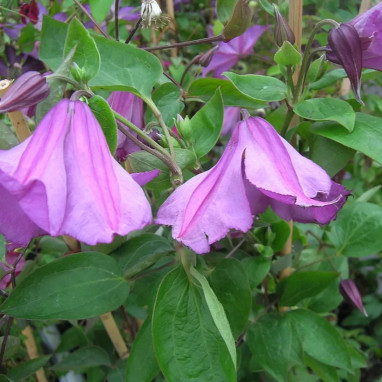 Clématite integrifolia 'Pamiat Serdtsa' - Clematis | Achat producteur