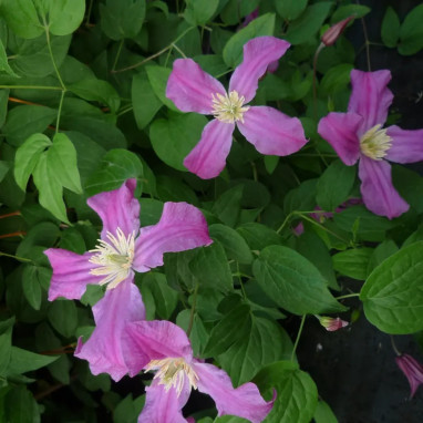 Clématite integrifolia 'Rosea' - Clematis | Achat direct au producteur