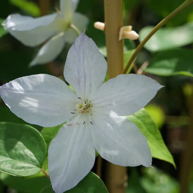 Clématite 'Jackmanii Alba' - Clematis | Achat direct au producteur