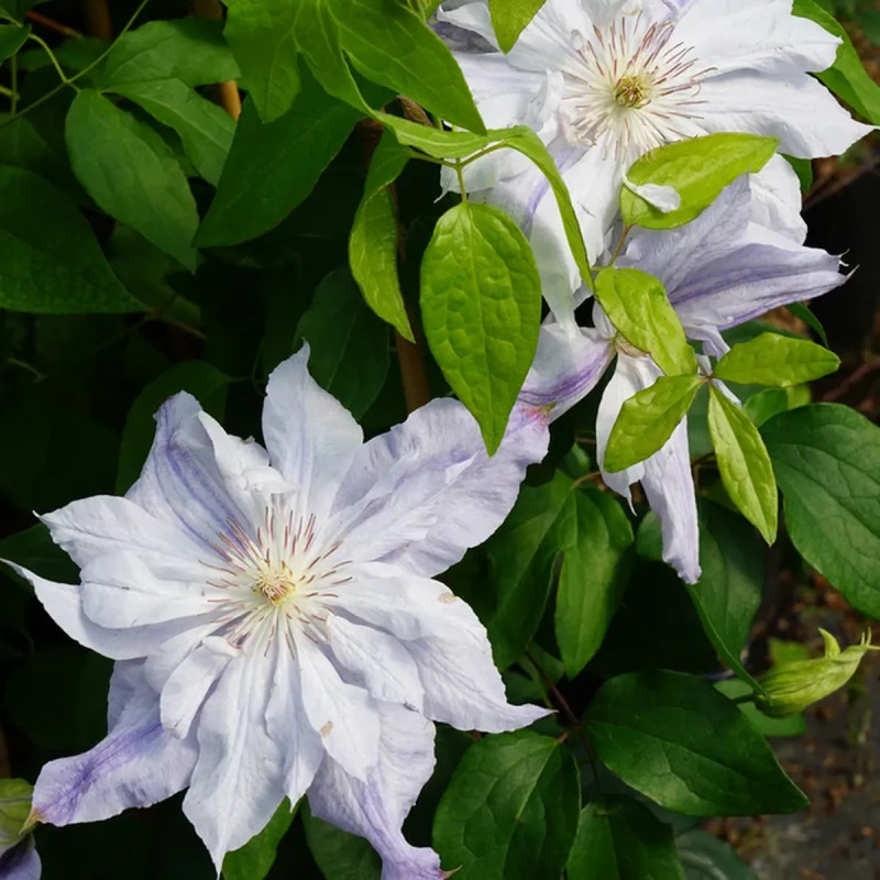 Clématite 'Jackmanii Alba' - Clematis | Achat direct au producteur