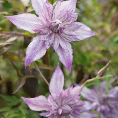 Clématite florida 'Lady Kyoko' - Clematis | Achat direct au producteur