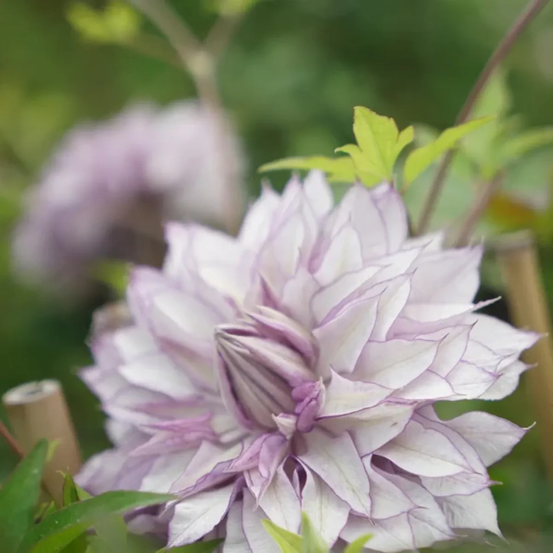 Clématite florida 'Lady Kyoko' - Clematis | Achat direct au producteur