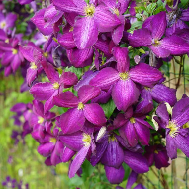 Clématite 'Jackmanii Purpurea' - Clematis | Achat producteur