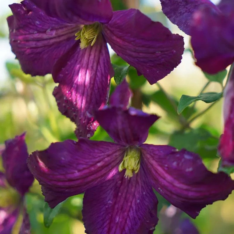 Clématite 'Jackmanii Purpurea' - Clematis | Achat producteur