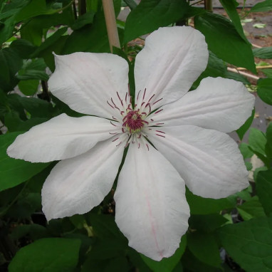 Clématite 'Jean Paul II' - Clematis | Achat direct au producteur