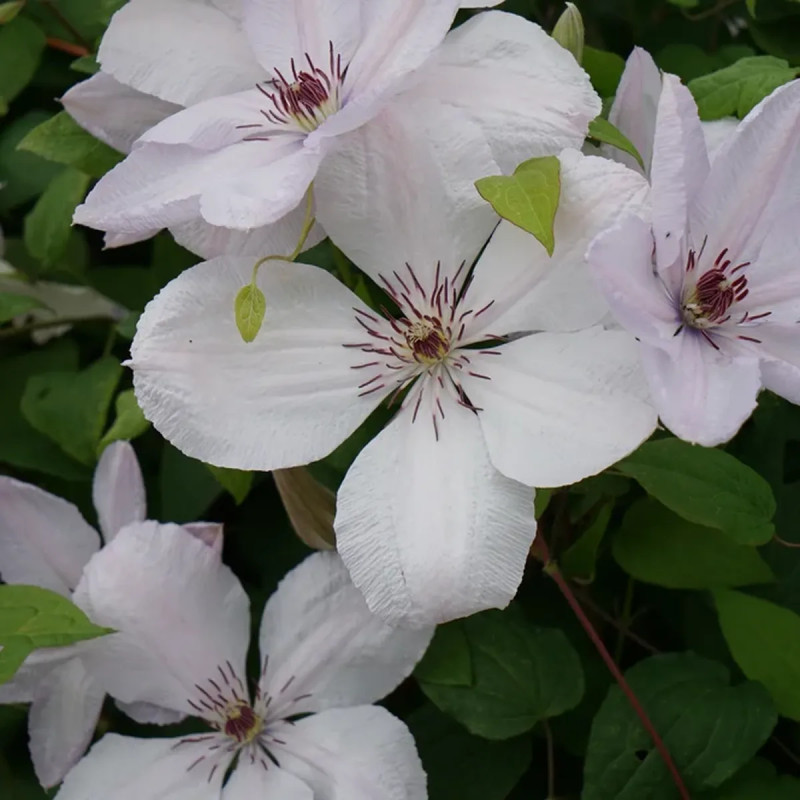 Clématite 'Jean Paul II' - Clematis | Achat direct au producteur