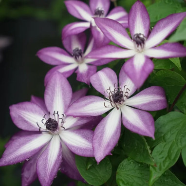 Clématite florida 'Lavallée n°1' PBR - Clematis | Achat producteur
