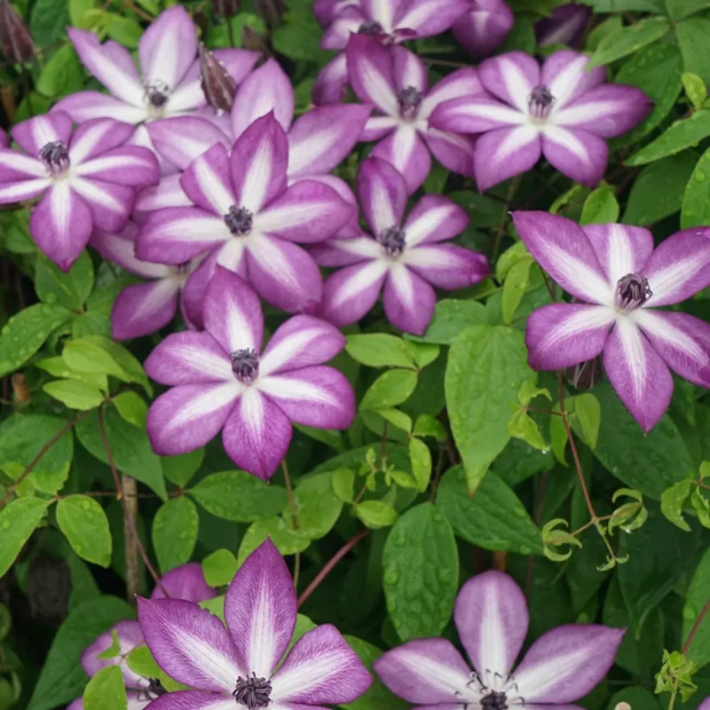 Clématite florida 'Lavallée n°1' PBR - Clematis | Achat producteur