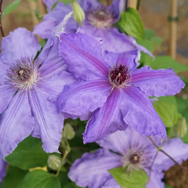 Clématite 'Lady Betty Balfour' - Clematis | Achat direct producteur