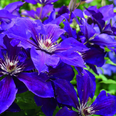 Clématite 'Lilacina Floribunda' - Clematis | Achat direct producteur
