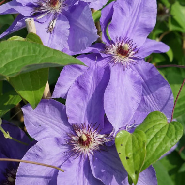 Clématite 'Lord Nevill' - Clematis | Achat direct au producteur