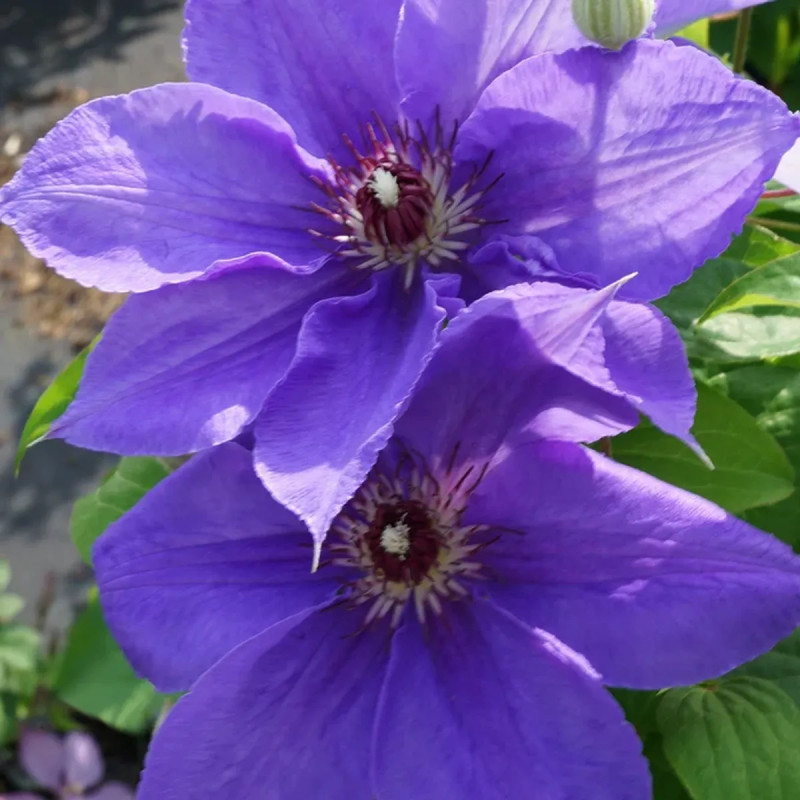 Clématite 'Lord Nevill' - Clematis | Achat direct au producteur