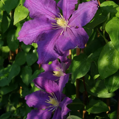 Clématite 'Luther Burbank' - Clematis | Achat direct au producteur