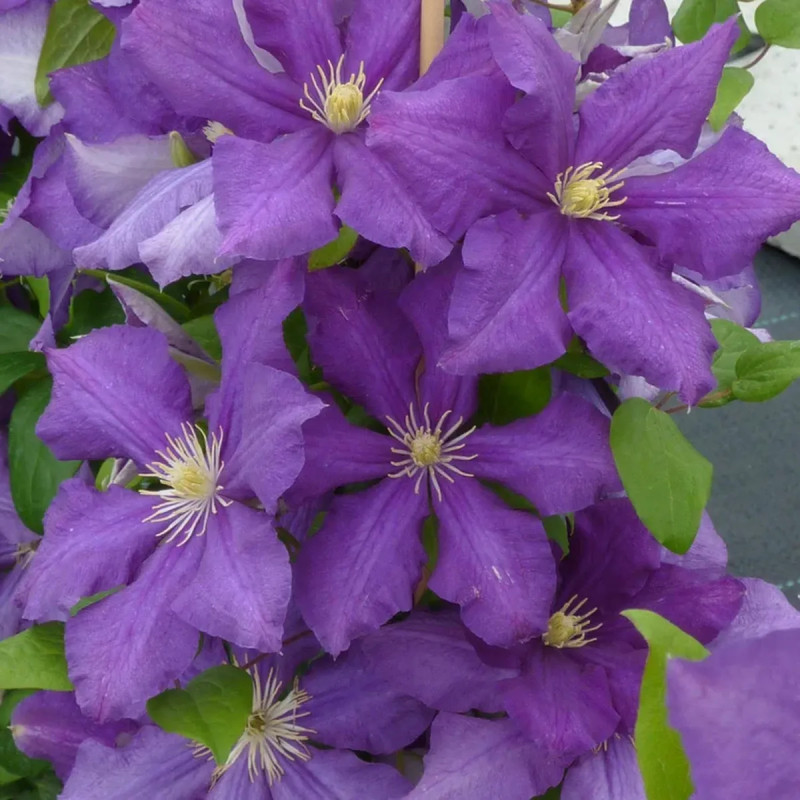 Clématite 'Luther Burbank' - Clematis | Achat direct au producteur