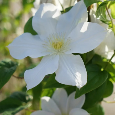 Clématite 'Madame Lecoultre' - Clematis | Achat direct au producteur