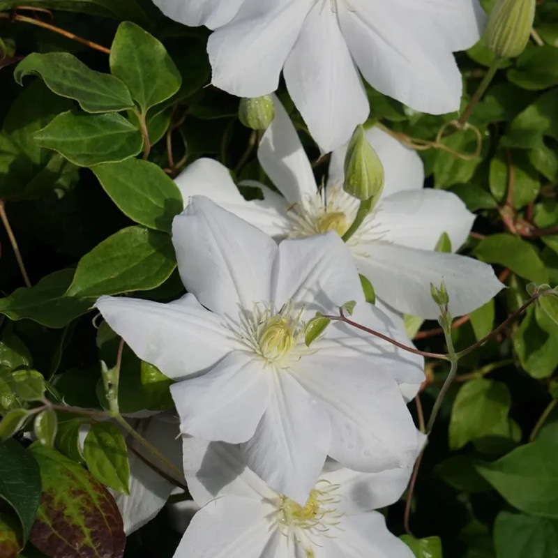 Clématite 'Madame Lecoultre' - Clematis | Achat direct au producteur